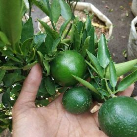 Bibit Buah Murah Sudah Berbuah Pohon Tanaman Jeruk Limo Nipis Purut Lemon Siam Kip Keep Sawahlunto