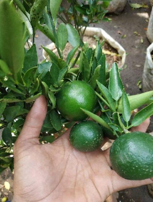 Bibit Buah Murah Sudah Berbuah Pohon Tanaman Jeruk Limo Nipis Purut Lemon Siam Kip Keep Sawahlunto