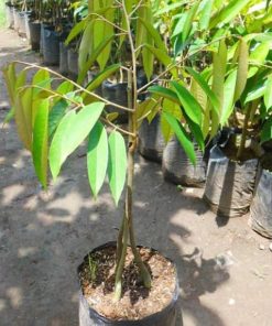 Bibit Buah Murah Tanaman Durian Musang King Kaki Tiga Banjar