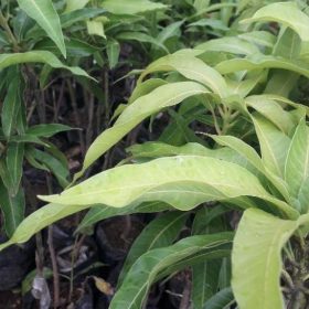 Bibit Buah Murah Terbaik Tanaman Mangga Irwin Ungu Unggulan Lebak