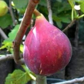 Bibit Buah Murah Tin Red Libya Bandung