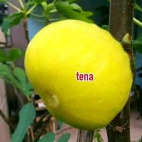 Bibit Buah Murah Tin Tena Morowali