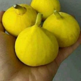 Bibit Buah Murah Tin Yellow Banyuwangi Bengkayang