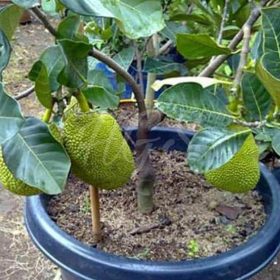 Bibit Buah Nangka Asli Tanaman Mini Dwarf Jackfruit Unggulan Demak