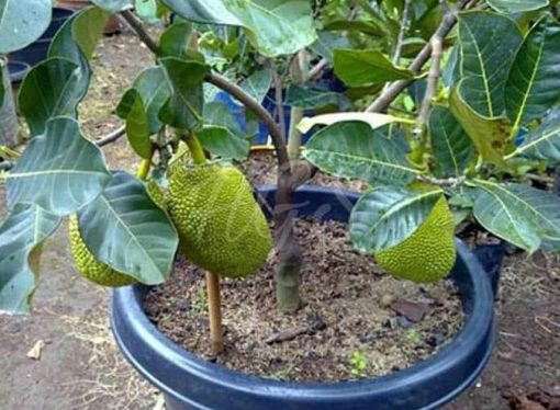 Bibit Buah Nangka Asli Tanaman Mini Dwarf Jackfruit Unggulan Demak