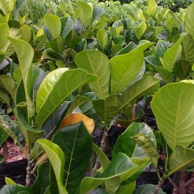 bibit buah nangka bangkok Samarinda