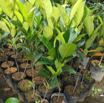 Bibit Buah Nangka Manis Madu Super Okulasi Jaminan Cepat Berbuah Asri Alor