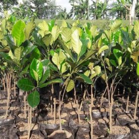 Bibit Buah Nangka Merah Okulasi Cepat Berbuah Singkawang