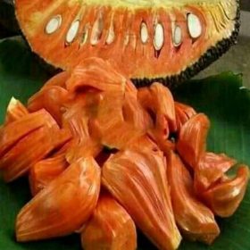 Bibit Buah Nangka Merah Toli-Toli