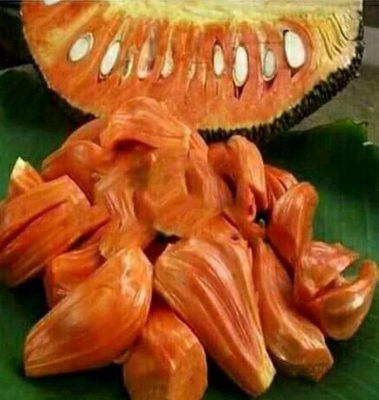 Bibit Buah Nangka Merah Toli-Toli