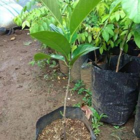 Bibit Buah Nangka Mini Madu Genjah Kupang