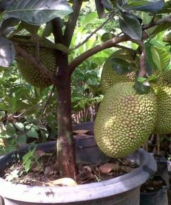 bibit buah nangka mini super duper genjah Sumatra Barat