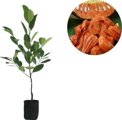 bibit buah nangka mini super orange Pematangsiantar