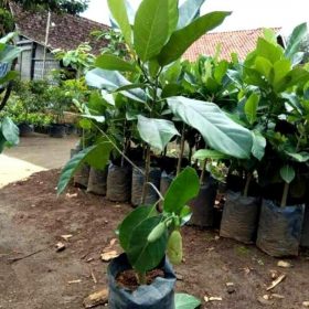 Bibit Buah Nangka Nangkadak Dak Orange Kuning Manis Jumbo Pohon Tanaman Ori New Pegunungan Bintang