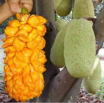 Bibit Buah Nangka Nangkadak Super Asli Persilangan Dan Cempedak Wajo