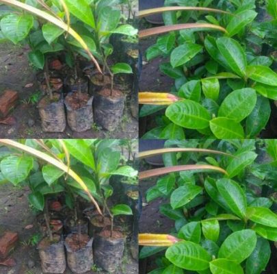 Bibit Buah Nangka Pohon Cempedak- Cempedak Muaro Jambi