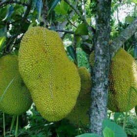 Bibit Buah Nangka Tambulapot Kandel Jumbo Okulasi Siap Berbuah Pemalang