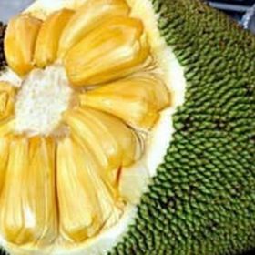 Bibit Buah Nangka Tanaman Jakarta Barat