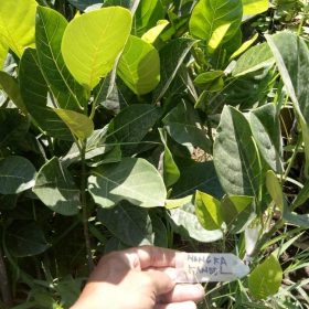 Bibit Buah Nangka Tanaman Kandel Sumenep