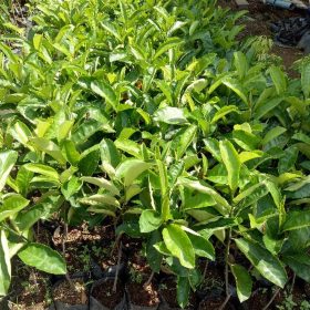 Bibit Buah Nangka Tanaman Kandel Super Unggul Bintan