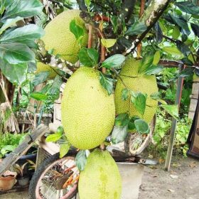 Bibit Buah Nangka Tanaman Kandel Super Unggul Cianjur