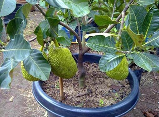 Bibit Buah Nangka Tanaman Mini Dwarf Jackfruit Depok