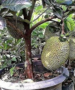 Bibit Buah Nangka Tanaman Mini Dwarf Jackfruit Gunung Mas