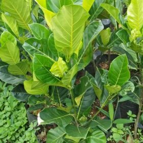 Bibit Buah Nangka Tanaman Pohon Mini Bangka Tengah