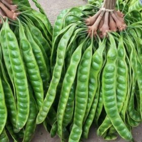 bibit buah pete petai sambung hasil okulasi cepat berbuah murah unggul berkualitas baik Tomohon