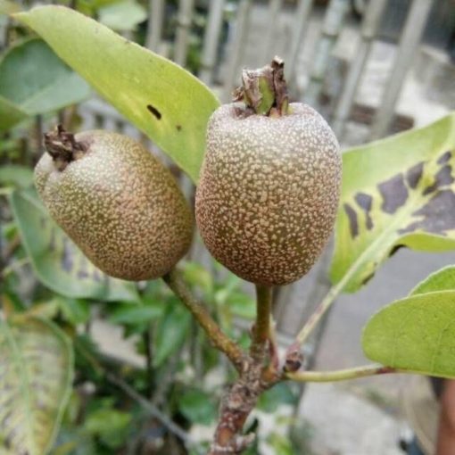 bibit buah pir pear Kepulauan Riau