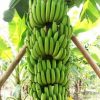 bibit buah pisang cavendish hasil culture jaringan unggul murah Yogyakarta