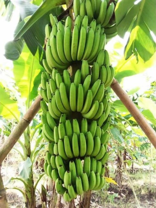bibit buah pisang cavendish hasil culture jaringan unggul murah Yogyakarta