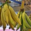 bibit buah pisang tanduk super jumbo Jawa Tengah