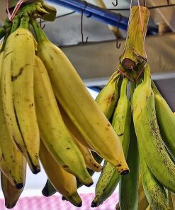 bibit buah pisang tanduk super jumbo Jawa Tengah