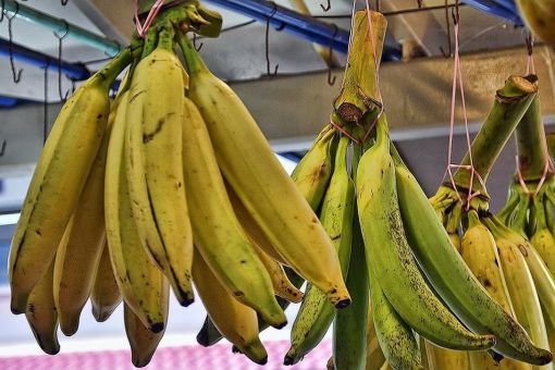 bibit buah pisang tanduk super jumbo Jawa Tengah