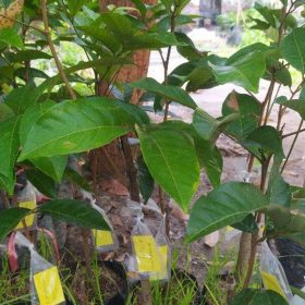 Bibit Buah Rambutan Binjai Hasil Okulasi Cepat Berbuah Sumba Timur