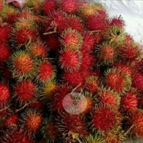 Bibit Buah Rambutan Binjai Okulasi Teluk Bintuni