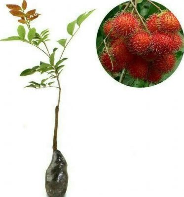 Bibit Buah Rambutan Binjai Okulasi Termurah Timor Tengah Selatan
