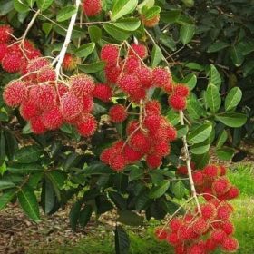 Bibit Buah Rambutan Binjai Unggul Berkualitas Sampang