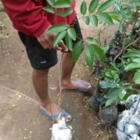 Bibit Buah Rambutan Binjai Unggul Okulasi Nagan Raya