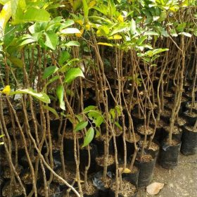 Bibit Buah Rambutan Lebak Bulus Manokwari