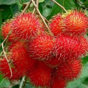 Bibit Buah Rambutan Ori Tanaman Zaenal Mahang Asli Sidenreng Rappang