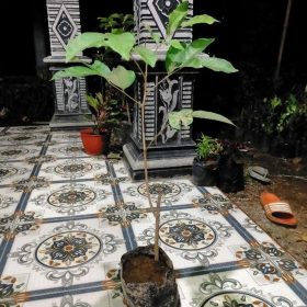 Bibit Buah Rambutan Rapiah - Aceh Flores Timur
