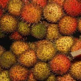 Bibit Buah Rambutan Rapiah Atau Susu Okulasi Fak