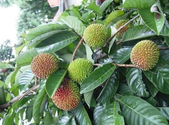 Bibit Buah Rambutan Rapiah Makassar