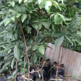 Bibit Buah Rambutan Rapiah Manis Demak