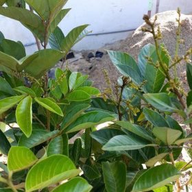 Bibit Buah Rambutan Tanaman Berbunga Kendari