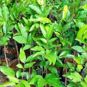 Bibit Buah Rambutan Tanaman Binjai Laris Banyuwangi