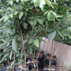 Bibit Buah Rambutan Tanaman Binjai Okulasi Terlaris Pagar Alam