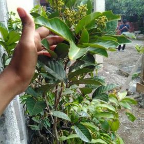 Bibit Buah Rambutan Tanaman Binjai Siap Berbuah Seruyan